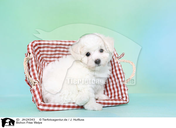 Bichon Frise Welpe / Bichon Frise Puppy / JH-24343