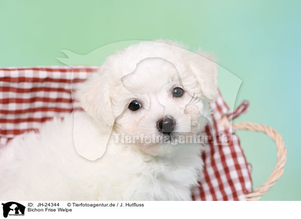 Bichon Frise Welpe / JH-24344