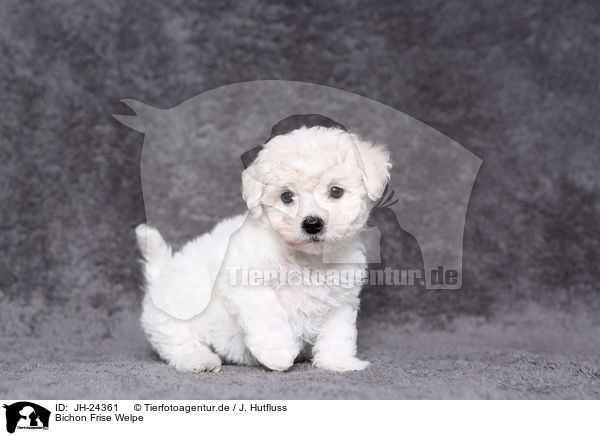 Bichon Frise Welpe / Bichon Frise Puppy / JH-24361