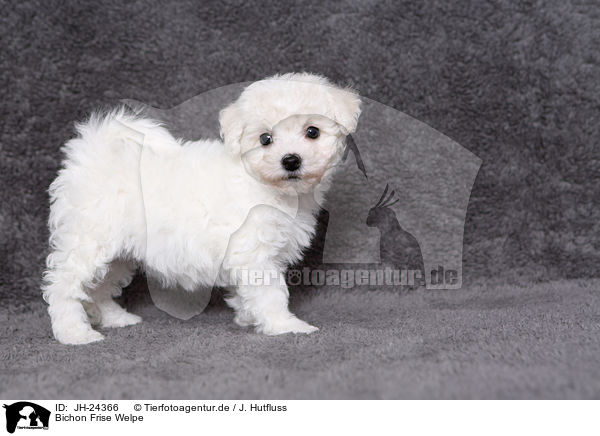 Bichon Frise Welpe / JH-24366