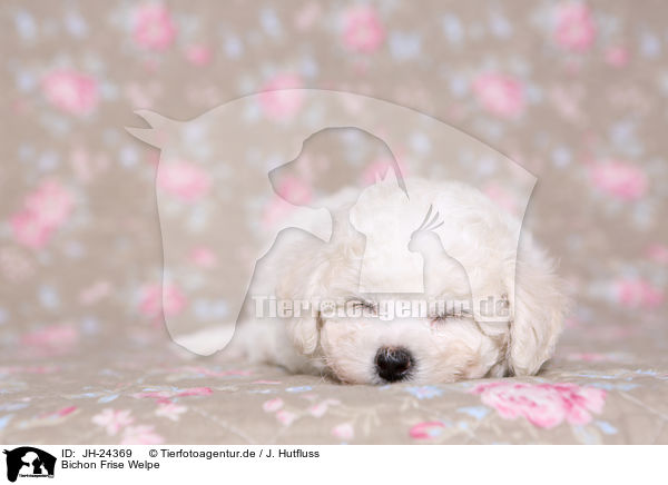 Bichon Frise Welpe / Bichon Frise Puppy / JH-24369