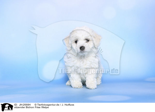 sitzender Bichon Frise Welpe / JH-26884