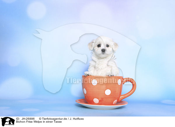 Bichon Frise Welpe in einer Tasse / Bichon Frise Puppy in a cup / JH-26886