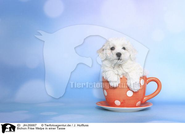 Bichon Frise Welpe in einer Tasse / Bichon Frise Puppy in a cup / JH-26887