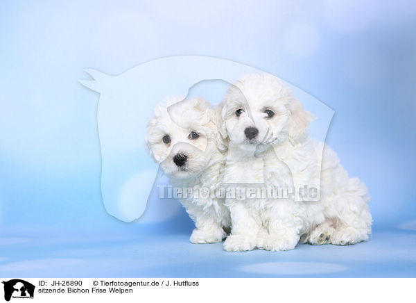 sitzende Bichon Frise Welpen / sitting Bichon Frise Puppies / JH-26890