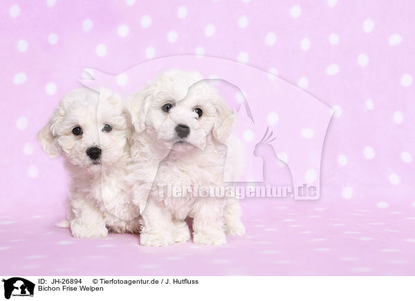 Bichon Frise Welpen / JH-26894