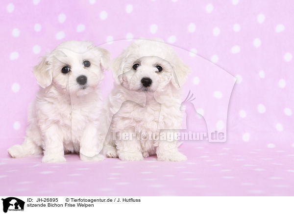 sitzende Bichon Frise Welpen / JH-26895