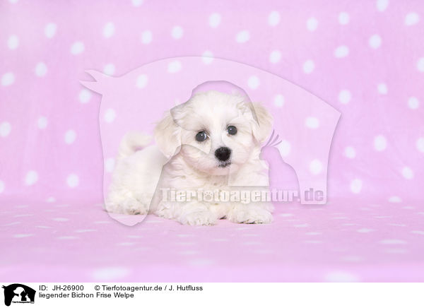 liegender Bichon Frise Welpe / lying Bichon Frise Puppy / JH-26900