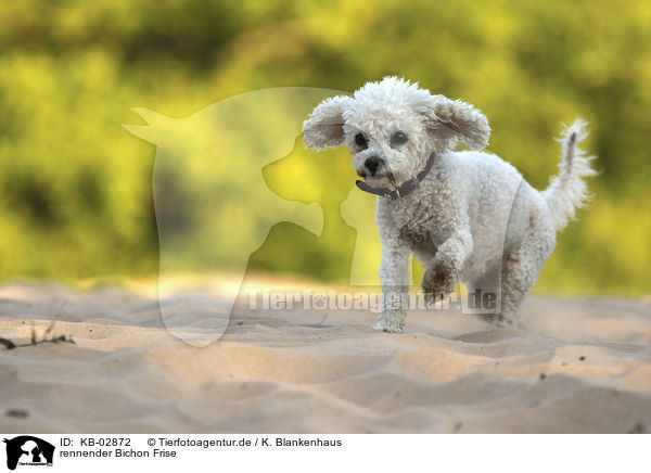 rennender Bichon Frise / KB-02872