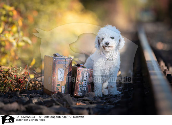 sitzender Bichon Frise / sitting Bichon Frise / UM-02023