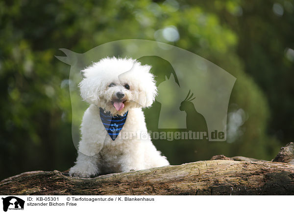 sitzender Bichon Frise / KB-05301