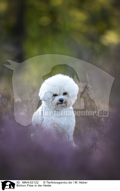 Bichon Frise in der Heide / Bichon Frise in the heather / MAH-02122