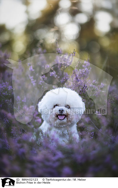Bichon Frise in der Heide / Bichon Frise in the heather / MAH-02123