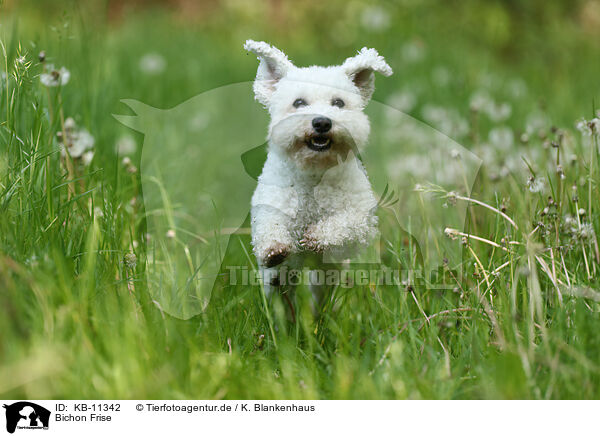 Bichon Frise / Bichon Frise / KB-11342