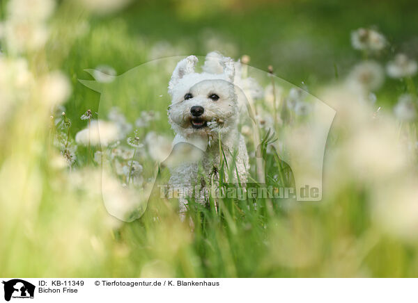 Bichon Frise / Bichon Frise / KB-11349