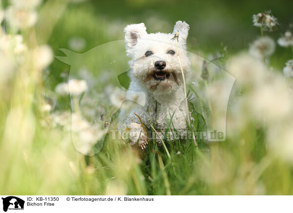 Bichon Frise / Bichon Frise / KB-11350
