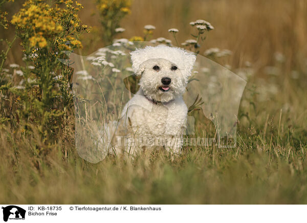 Bichon Frise / Bichon Frise / KB-18735