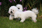 Bichon Frise