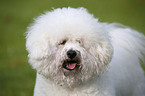 Bichon Frise