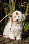 Bichon Frise Welpe