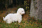 Bichon Frise Welpe