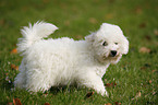 Bichon Frise Welpe