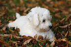 Bichon Frise Welpe