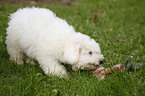 Bichon Frise Welpe