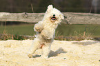 springender Bichon Frise