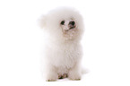 sitzender Bichon Frise