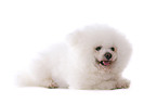 liegender Bichon Frise