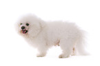 stehender Bichon Frise