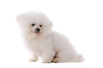 sitzender Bichon Frise