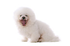 sitzender Bichon Frise