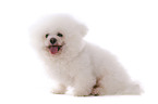 sitzender Bichon Frise