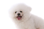 Bichon Frise Portrait