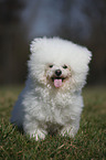 Bichon Frise