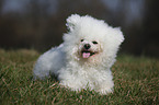 liegender Bichon Frise