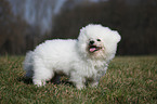 stehender Bichon Frise