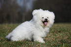 sitzender Bichon Frise