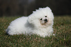 liegender Bichon Frise