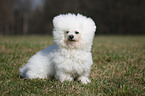 sitzender Bichon Frise