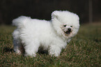 stehender Bichon Frise