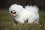 stehender Bichon Frise