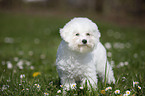 junger Bichon Frise