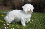 junger Bichon Frise