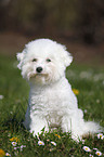 junger Bichon Frise