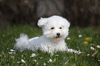 junger Bichon Frise