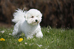 junger Bichon Frise