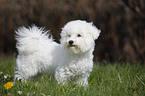 junger Bichon Frise